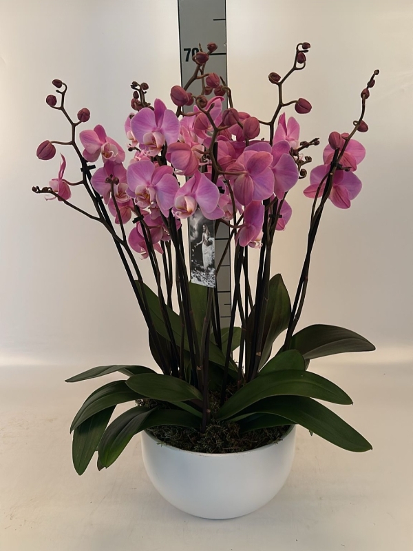 10 stem orchid
