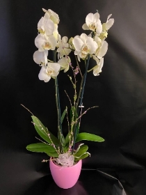 Orchid plant