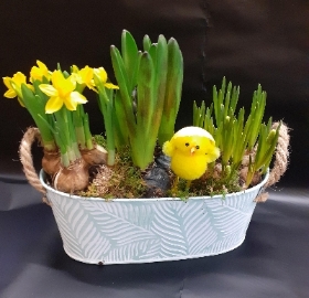 small spring bulb planter