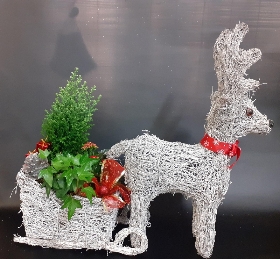 planted reindeer & sleigh