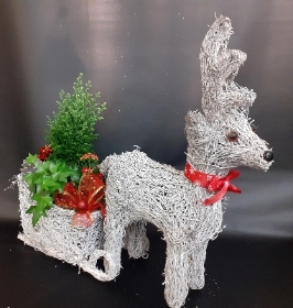 planted reindeer & sleigh