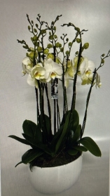10 stem orchid