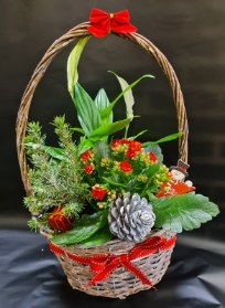 Festive planted basket