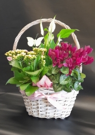 pink bow planted basket